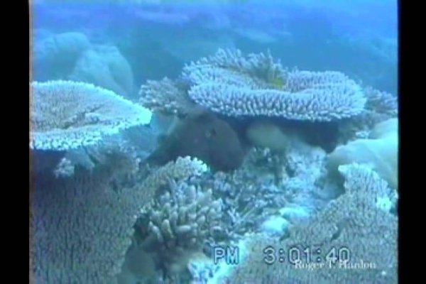 Что такое кракен плейс