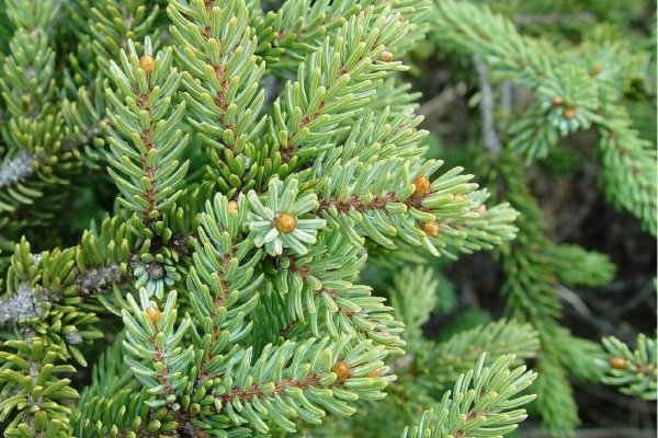 Ссылка на кракен реальная