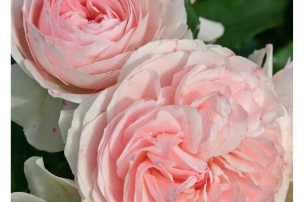 Как зайти на кракен тор