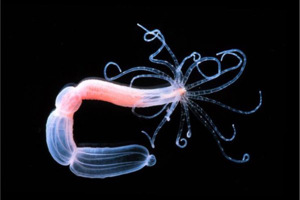 Кракен ссылка на сайт krk store com