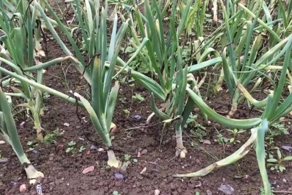 Что случилось с кракеном маркетплейс