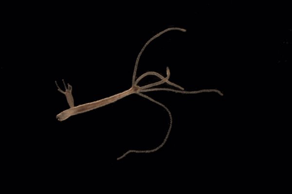 Кракен вход зеркало