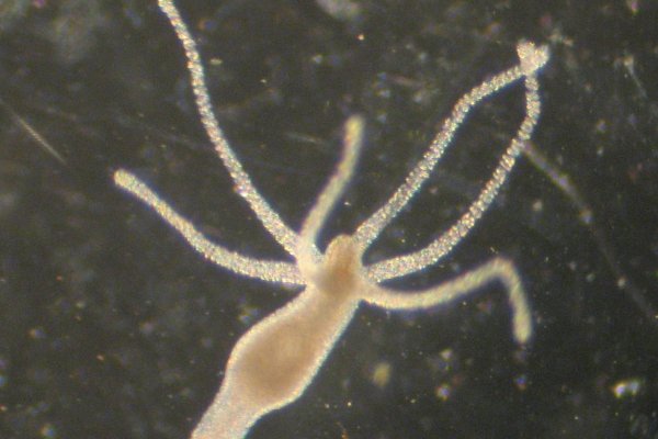 Магазин наркоты