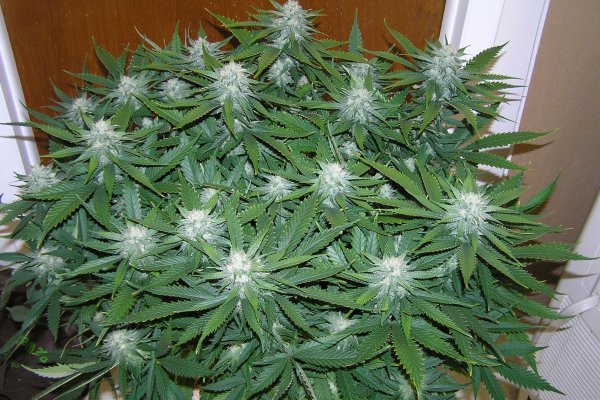 Кракен маркетплейс зеркало krk market com