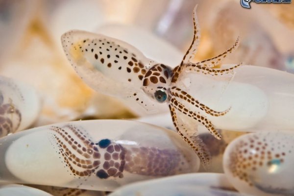 Ссылка на кракен площадка