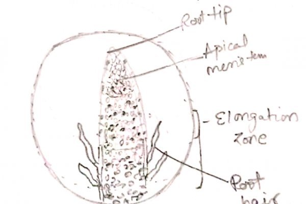 Kraken ссылка актуальная