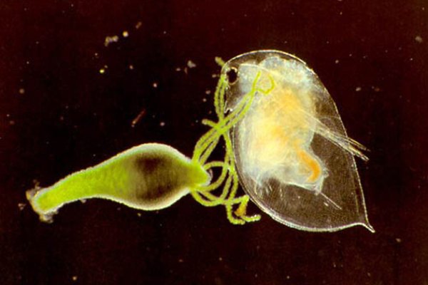 2krn cc кракен