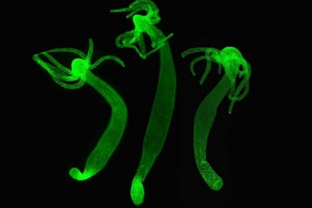 Кракен сайт kraken dark link